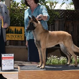 Belgian Malinois and Siberian Huskies from Cinotara Kennels