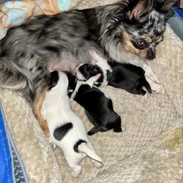 Chihuahua puppies from Gemstone Chihuahuas