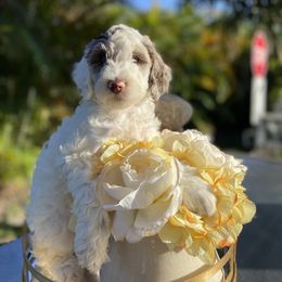 Aussiedoodle and Goldendoodle Puppies from Cuddly Doodles