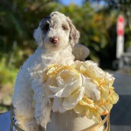 Aussiedoodle and Goldendoodle Puppies from Cuddly Doodles
