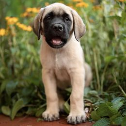 Mastiffs from North Star Mastiffs
