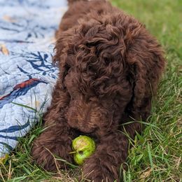 Tennessee Whiskey - Goldendoodle puppy in Michigan from Happy Chaos Farm