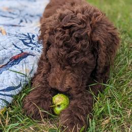 Tennessee Whiskey - Goldendoodle puppy in Michigan from Happy Chaos Farm