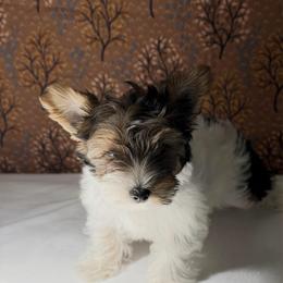 Diamond -  3600 AKC - Black tan and white female Biewer Terrier puppy in Douglas, Georgia from Heartland small breeds