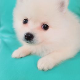 Pomeranian Puppies from Marsha's Pomeranians