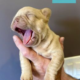 French Bulldog Puppies from The French Bulldog Company LLC