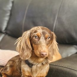 Mocha - Dachshund