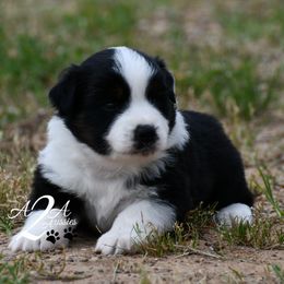 Miniature Australian Shepherd and Toy Australian Shepherd Puppies from A2A Aussies