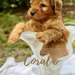 Goldendoodle Puppies from Ruby Pupper Doodles