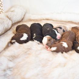 Aussiedoodle Puppies from Colorful Colorado Aussiedoodles
