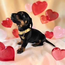 Rafael - Black and tan male Dachshund puppy in Alvin, Texas from Cosson's Dachshunds of Alvin