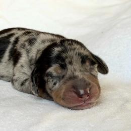 Girl 2 - Dapple female Dachshund puppy in Hollidaysburg, Pennsylvania from Weenie Bros
