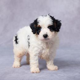 Jeb - Tri-color male Cavapoo puppy in Apple Creek, Ohio from Grandeur Valley Puppies