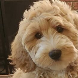 Australian Labradoodles from Doodle Creek NC Labradoodles