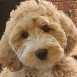 Australian Labradoodles from Doodle Creek NC Labradoodles