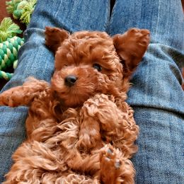 Timon - Poodle