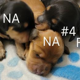 Dachshund Puppies from CLARK'S BREEDING PROGRAM