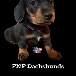Miss Juliette - Black and tan female Dachshund puppy in Ben Wheeler, Texas from P&P Dachshunds
