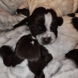 Wirehaired Pointing Griffon Puppies from Idaho Wirehaired Pointing Griffons