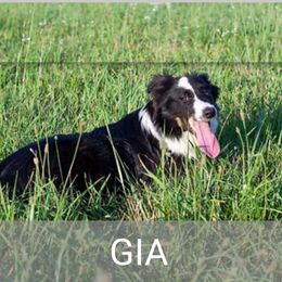 GIA - Border Collie