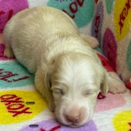 Enya - Piebald female Dachshund puppy in Tacoma, Washington from Tiny Dancer Dachshunds