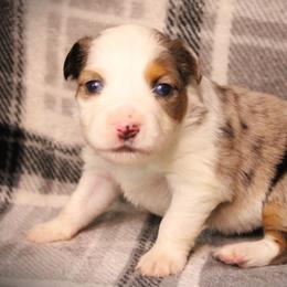 Faith - Blue merle female Miniature Australian Shepherd puppy in Menomonee Falls, Wisconsin from Hunt N Oaks