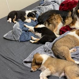 Collies from Landeria Farm