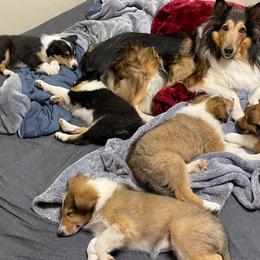 Collies from Landeria Farm