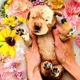 Puppy 7 - Golden female Golden Retriever puppy in San Tan Valley, Arizona from Top Gun Golden Retrievers