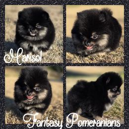Marisol - Black and tan female Pomeranian puppy in Anna, Texas from Fantasy Pomeranians & Fantasy Aussies