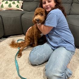 Celine - Goldendoodle
