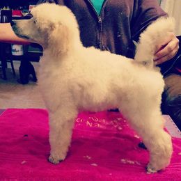 Chinese Crested and Poodle Puppies from En Vie