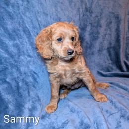 Sammy - Buff female Cockapoo puppy in Sunset, Louisiana from Cano Cockapoos