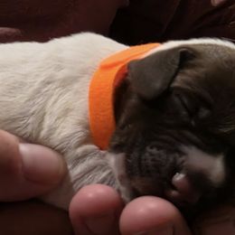 Orange - Brown and gray male Wirehaired Pointing Griffon puppy in Maiden, North Carolina from Saint Barbara's Wirehaired Pointing Griffons
