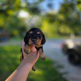 Morticia - Black and tan female Dachshund puppy in Indianapolis, Indiana from Homegrown Hoosier Dachshunds