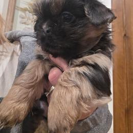 Ben - Blue male Shih Tzu puppy in Carrollton, Ohio from Becker Hollow