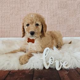 Lassie - Apricot female Goldendoodle puppy in Guthrie, Oklahoma from Edmond Doodles, LLC