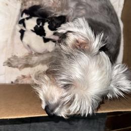 Miniature Schnauzer puppies from Cuddly Cutts Pets