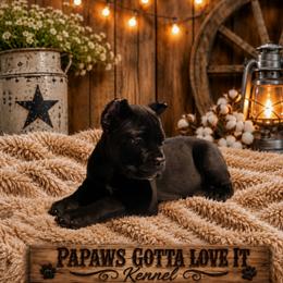 Daisy - Black female Cane Corso puppy in El Paso, Texas from PaPaws Gotta Love It Kennels