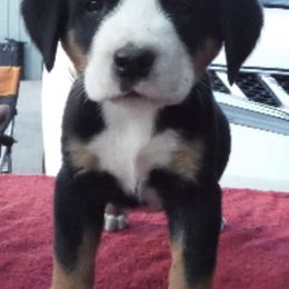 Greater Swiss Mountain Dogs from Dahlgren Swissys