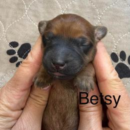 Betsy - Wheaten female Whoodle puppy in Pima, Arizona from Schmidt's K9s