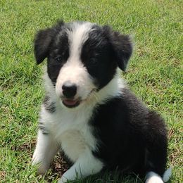 Border Collie Puppies from Bond Border Collies