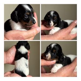 Punkin- sweet potato pie - Piebald female Dachshund puppy in Florence County, South Carolina from Modern Family Standards