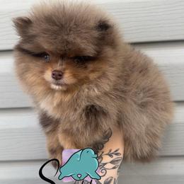 Rapunzel- 4000.00 dollars - Chocolate merle female Pomeranian puppy in Perry County, Ohio from Speechless Pom’s