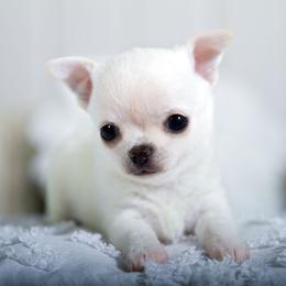 Casper - Cream male Chihuahua puppy in Orlando, Florida from Destiny Chihuahuas