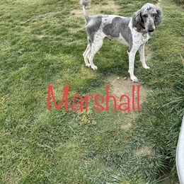Marshall - Poodle