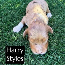 Harry Styles - Brown merle male Aussiedoodle puppy in Bakersfield, California from Annie's Aussies