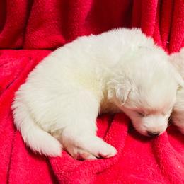 Samson - White male American Eskimo Dog puppy in Westwego, Louisiana from Connie's American Eskimo Dogs and Mini Australian Shepherd Dogs