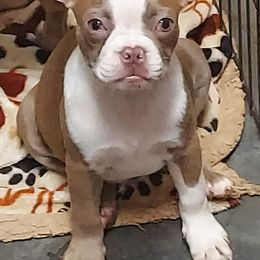 Boston Terriers from Border Boston Farm