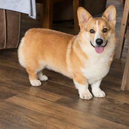 Finley - Pembroke Welsh Corgi